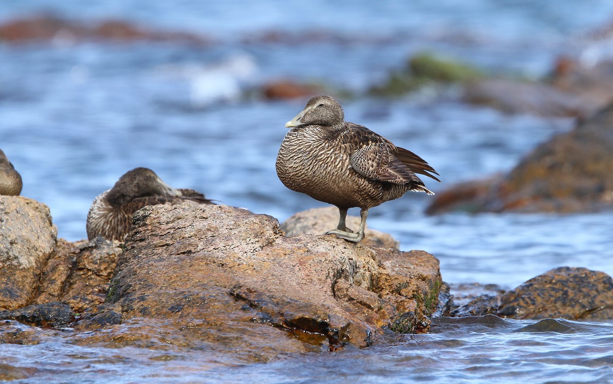 Common Eider (Eurasian) - ML65213511