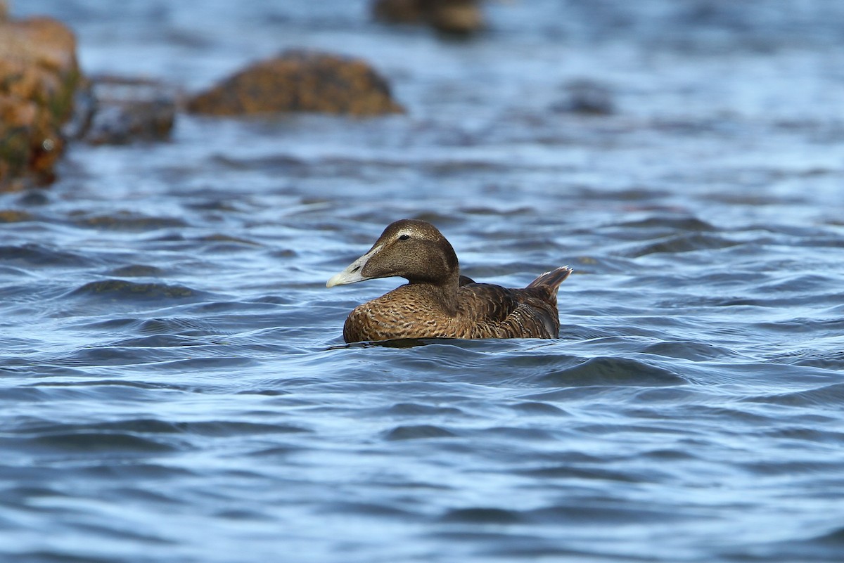 Common Eider (Eurasian) - ML65213541