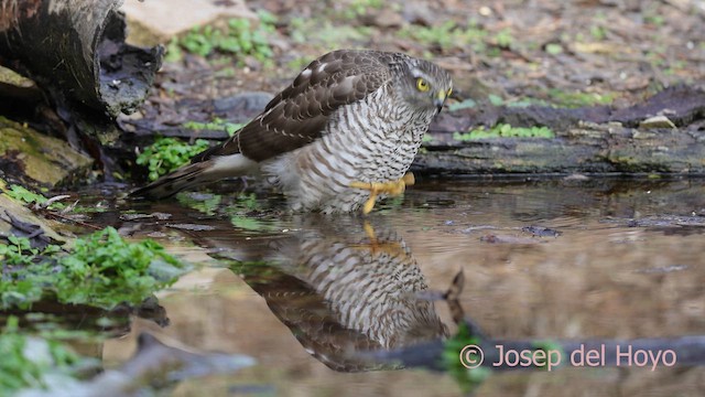 Gavilán Común - ML652135619