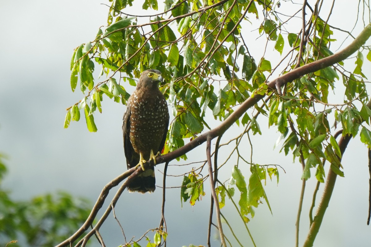 Philippine Serpent-Eagle - ML652135633