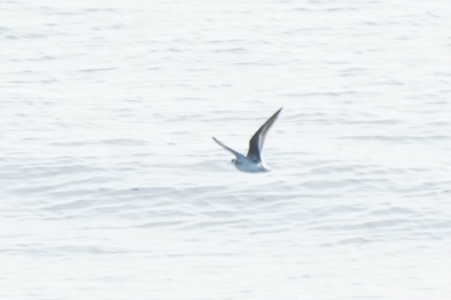 שחיינית צרת-מקור - ML652135672