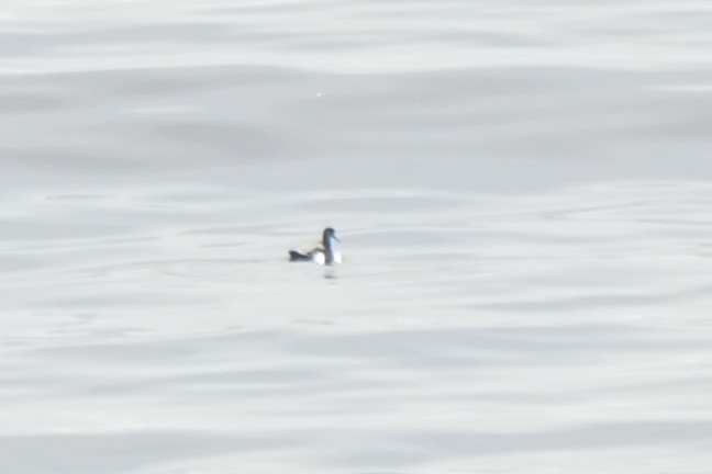 שחיינית צרת-מקור - ML652135673