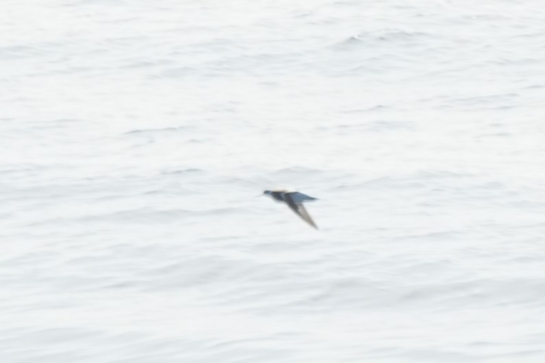 שחיינית צרת-מקור - ML652135674