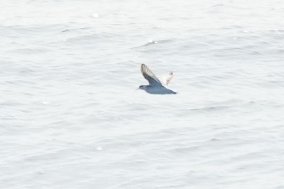 שחיינית צרת-מקור - ML652135675