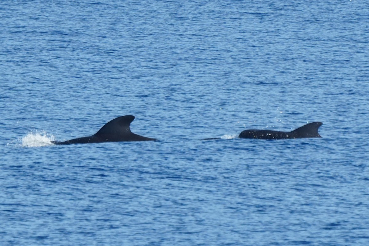 גלובי שחור קצר-סנפיר - ML652135735
