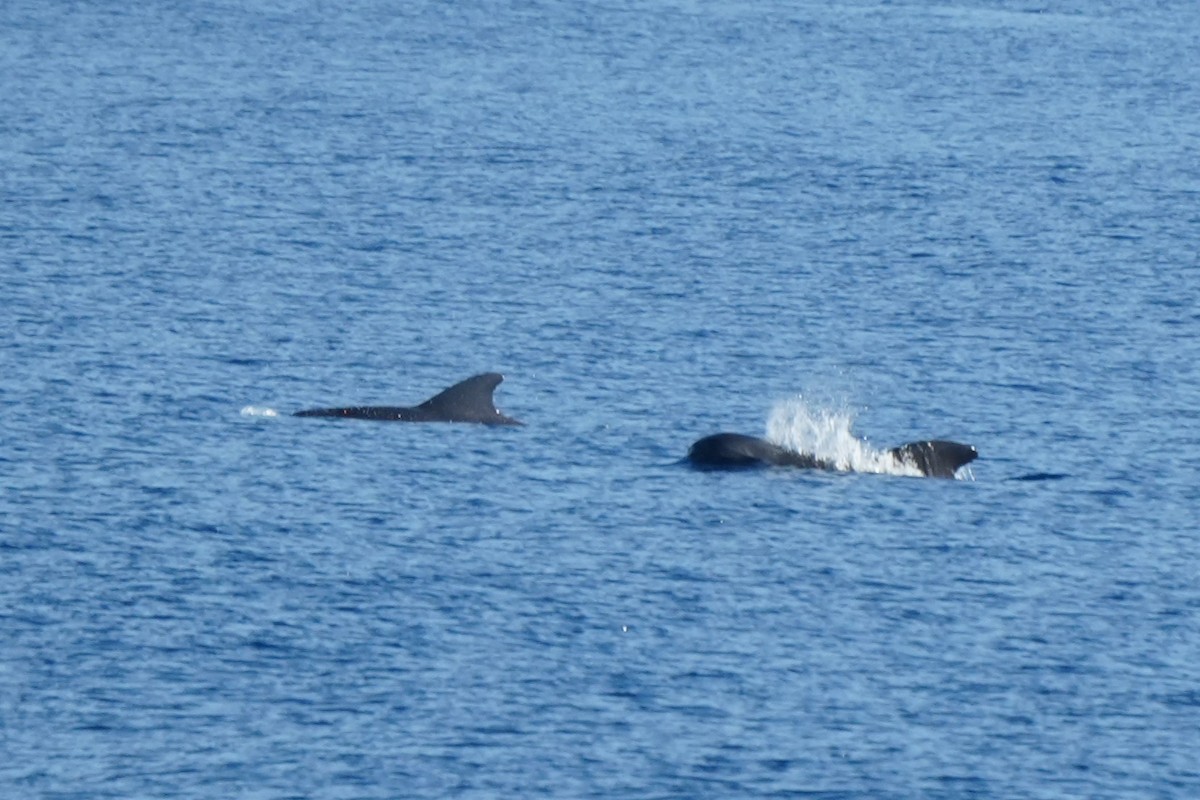 גלובי שחור קצר-סנפיר - ML652135736