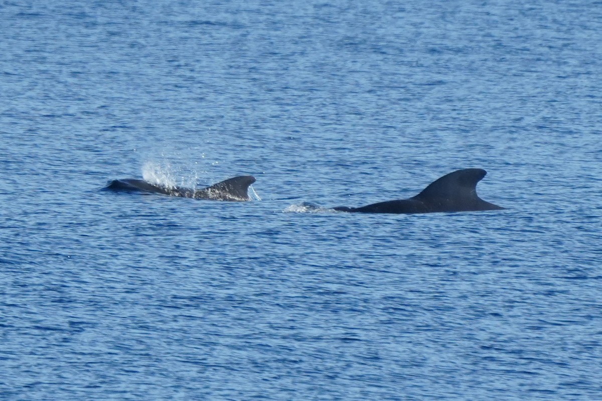 גלובי שחור קצר-סנפיר - ML652135737