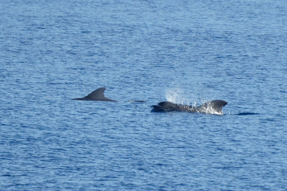 גלובי שחור קצר-סנפיר - ML652135738