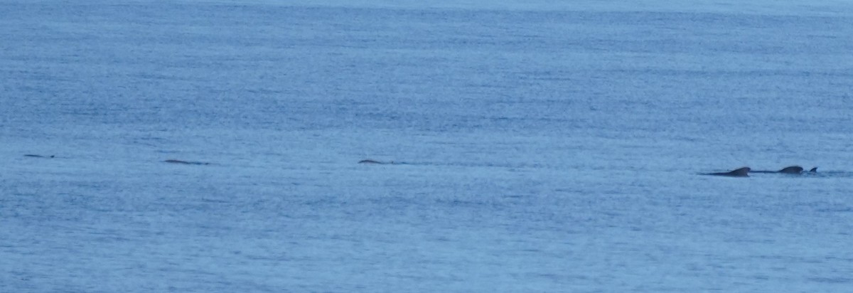 Fraser's Dolphin - ML652135747