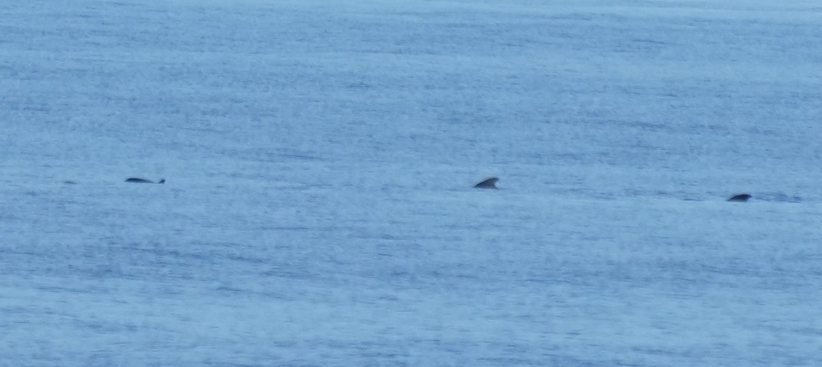 Fraser's Dolphin - ML652135748