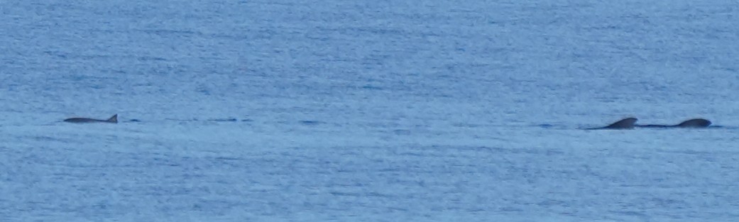 Fraser's Dolphin - ML652135749