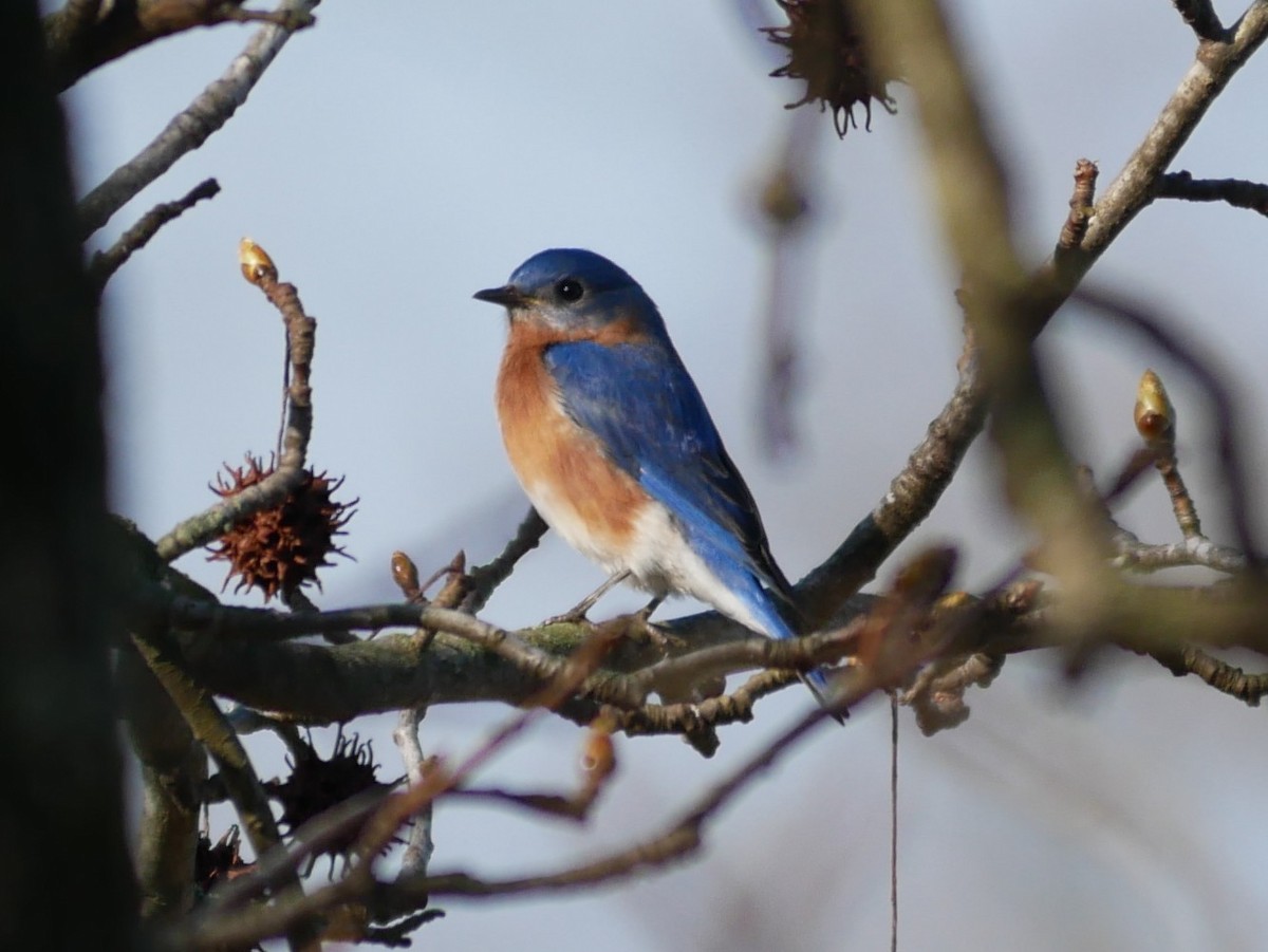 Eastern Bluebird - ML652135784