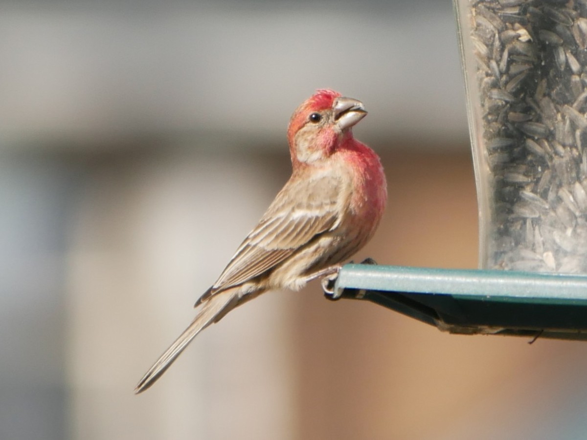 House Finch - ML652135786