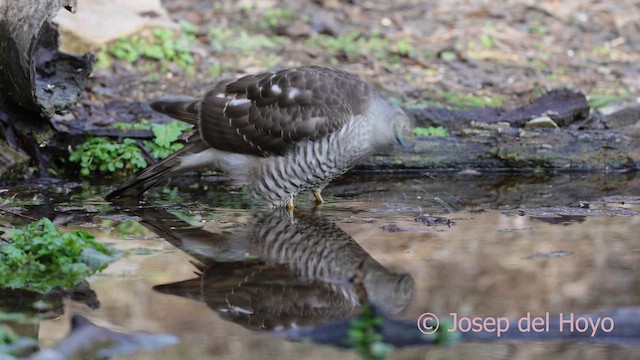 Gavilán Común - ML652135796