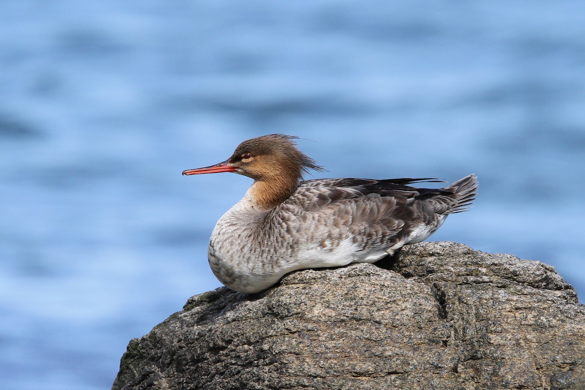 Red-breasted Merganser - Christoph Moning