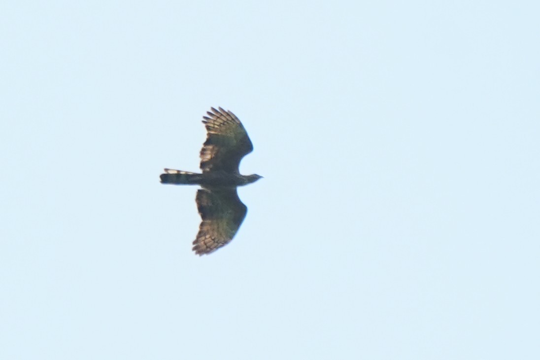 אייה מזרחית (מזרח אסיה) - ML652135823