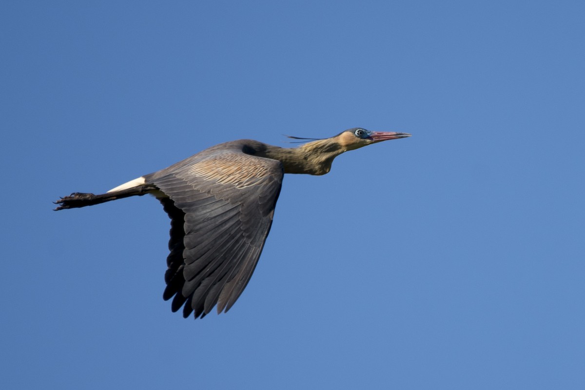 Whistling Heron - ML652136056