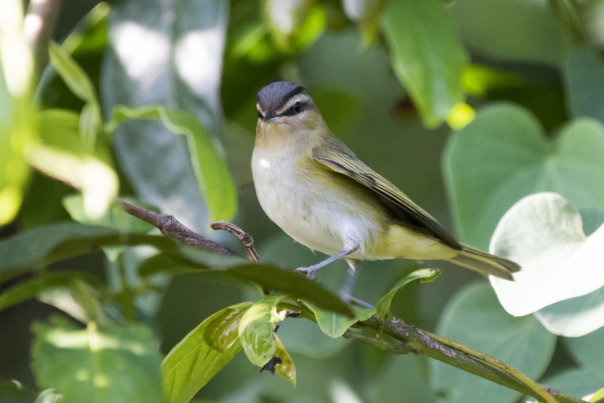 Chivi Vireo - ML652136061