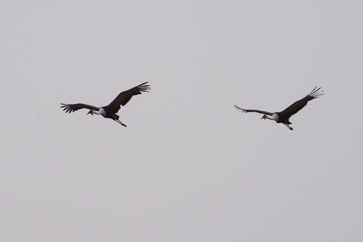 Wattled Crane - ML652136099