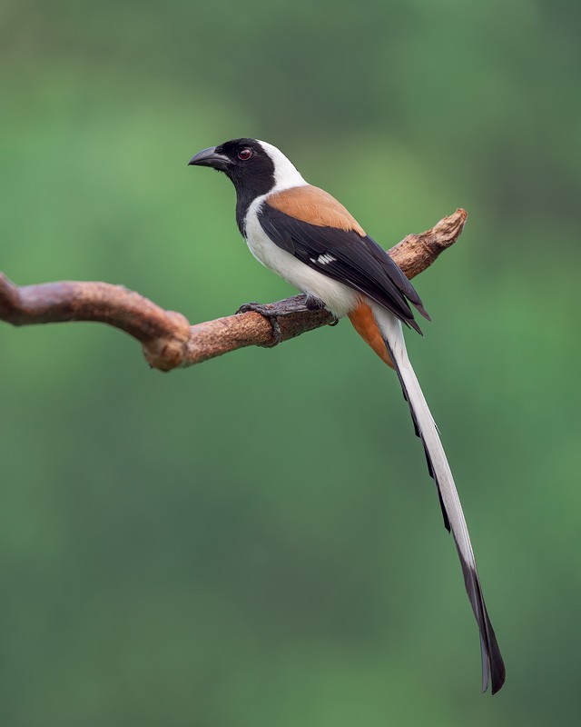 White-bellied Treepie - ML652136247