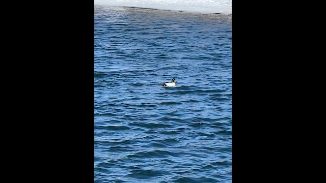 Гоголь зеленоголовий - ML652136368