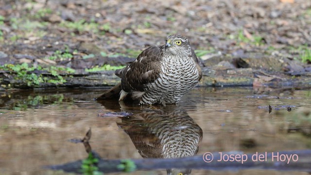 Gavilán Común - ML652136491