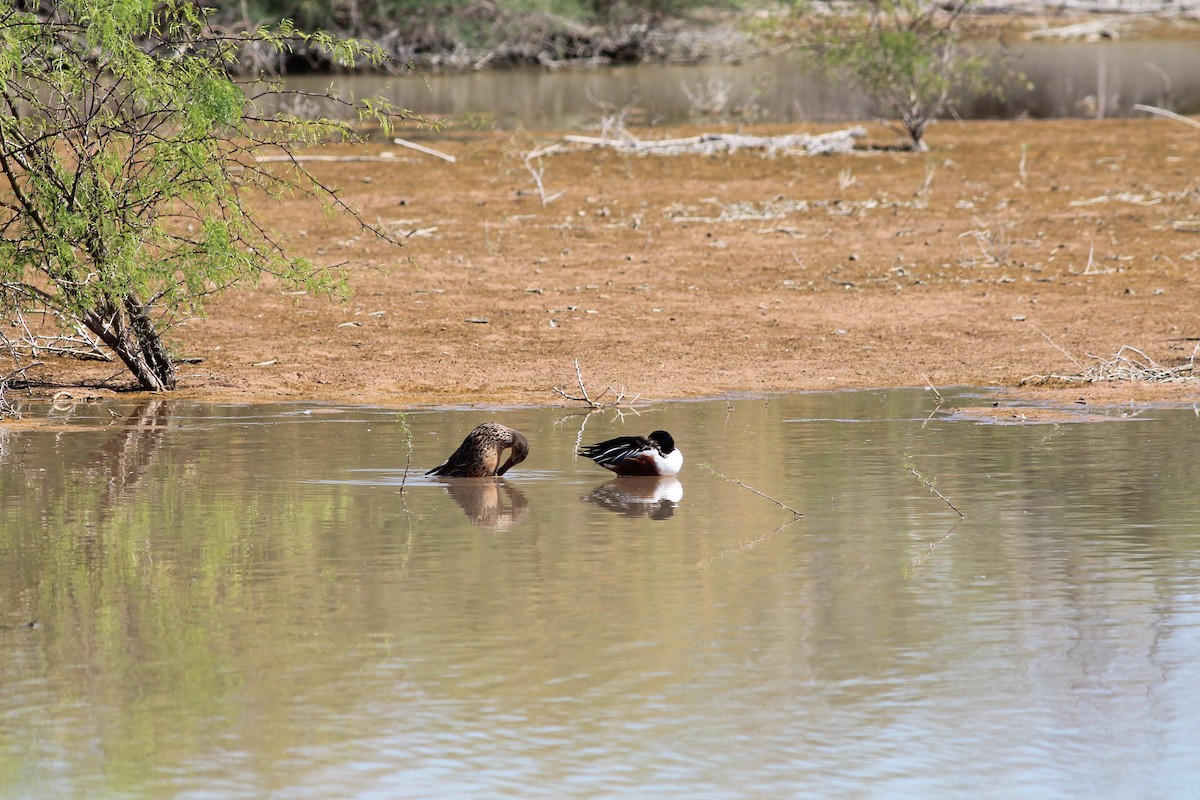 Canard souchet - ML652136618