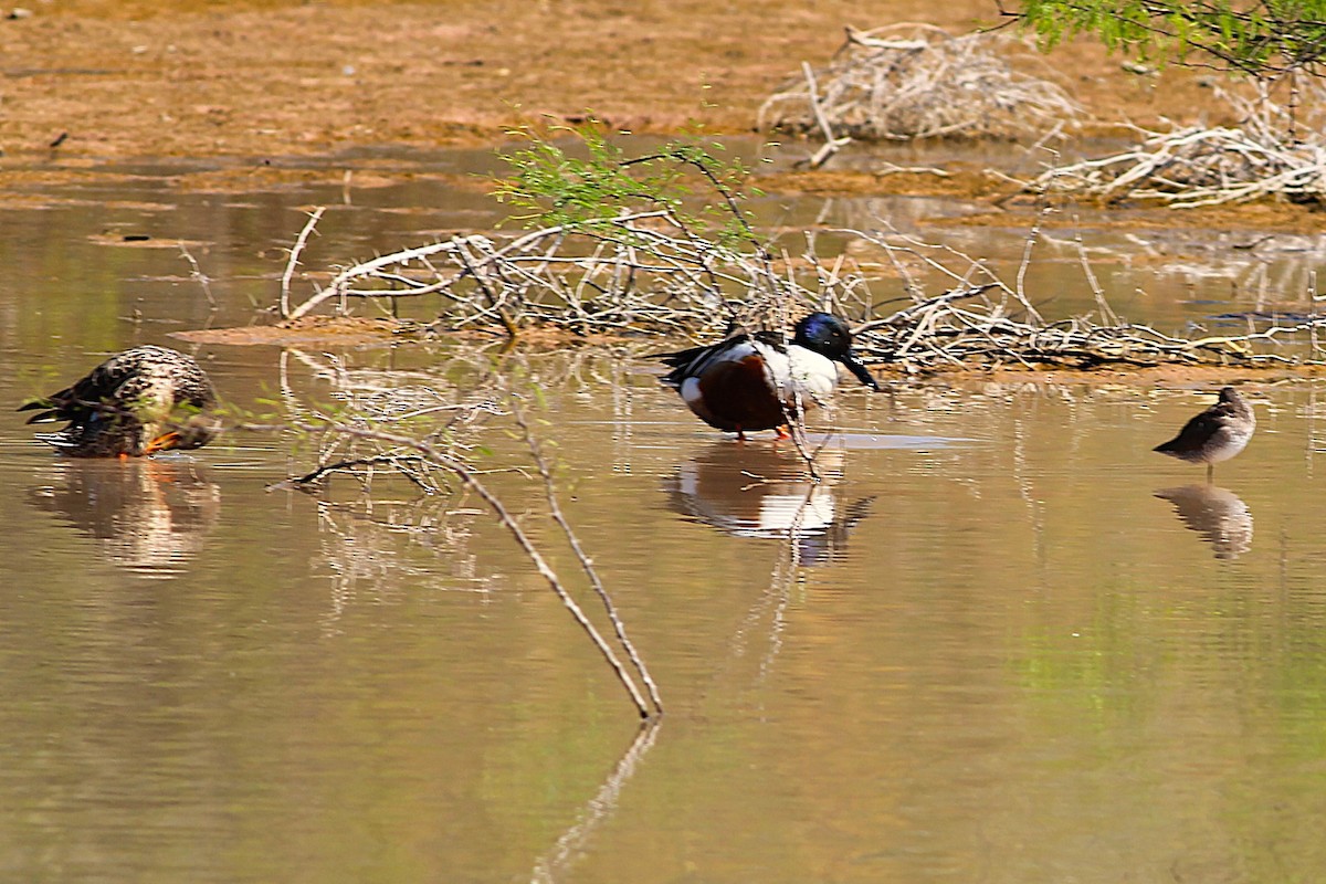 Canard souchet - ML652136624