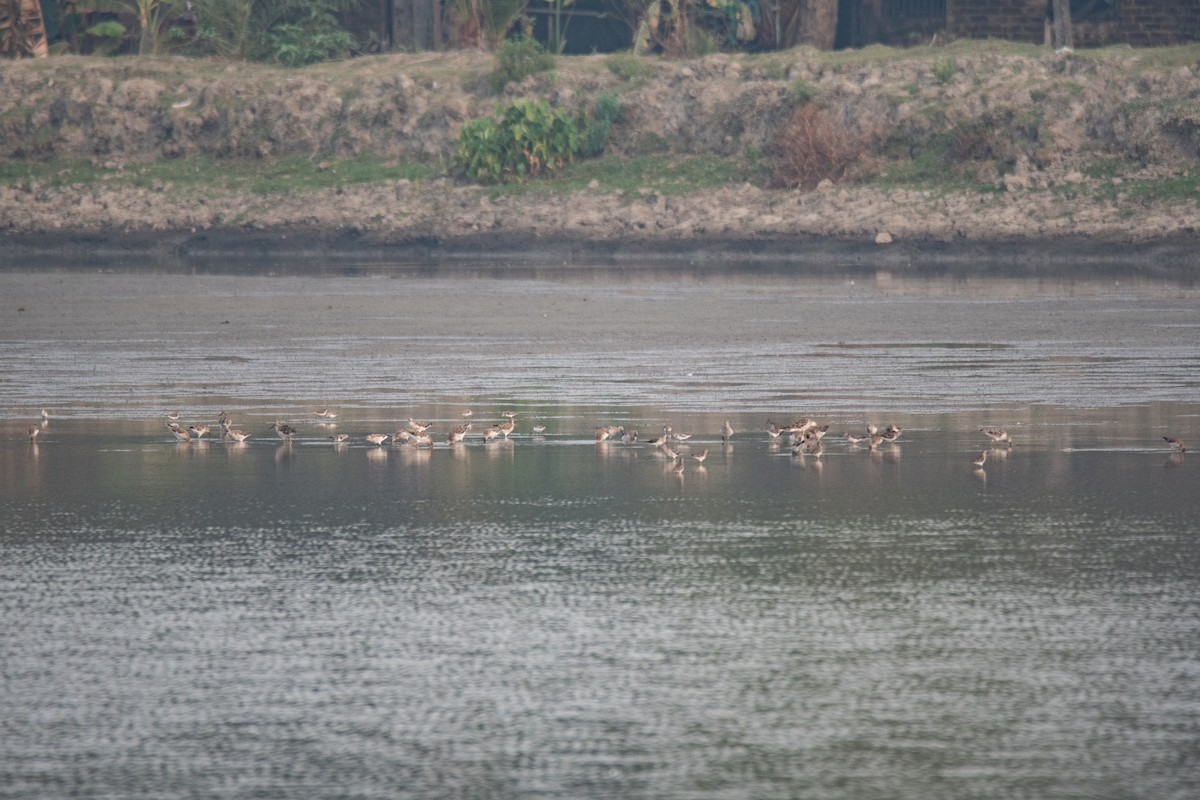 Dunlin - ML652136666