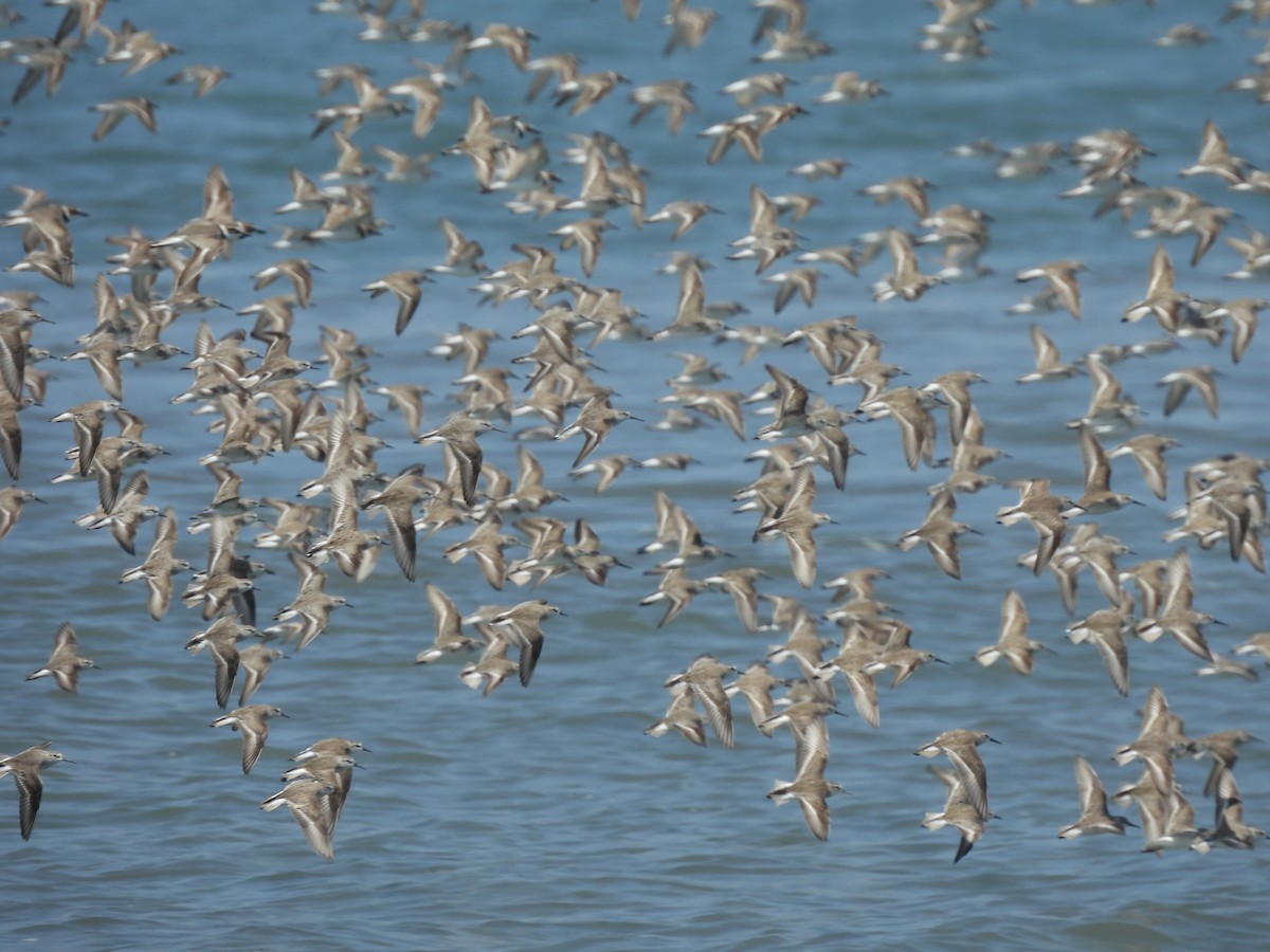 Alaska Kumkuşu - ML652136751