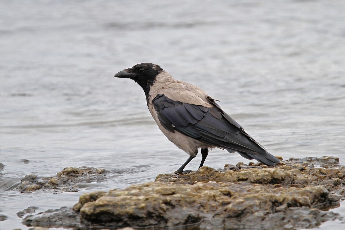 Hooded Crow - ML65213681