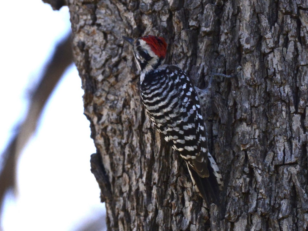 Ladder-backed Woodpecker - ML652136946