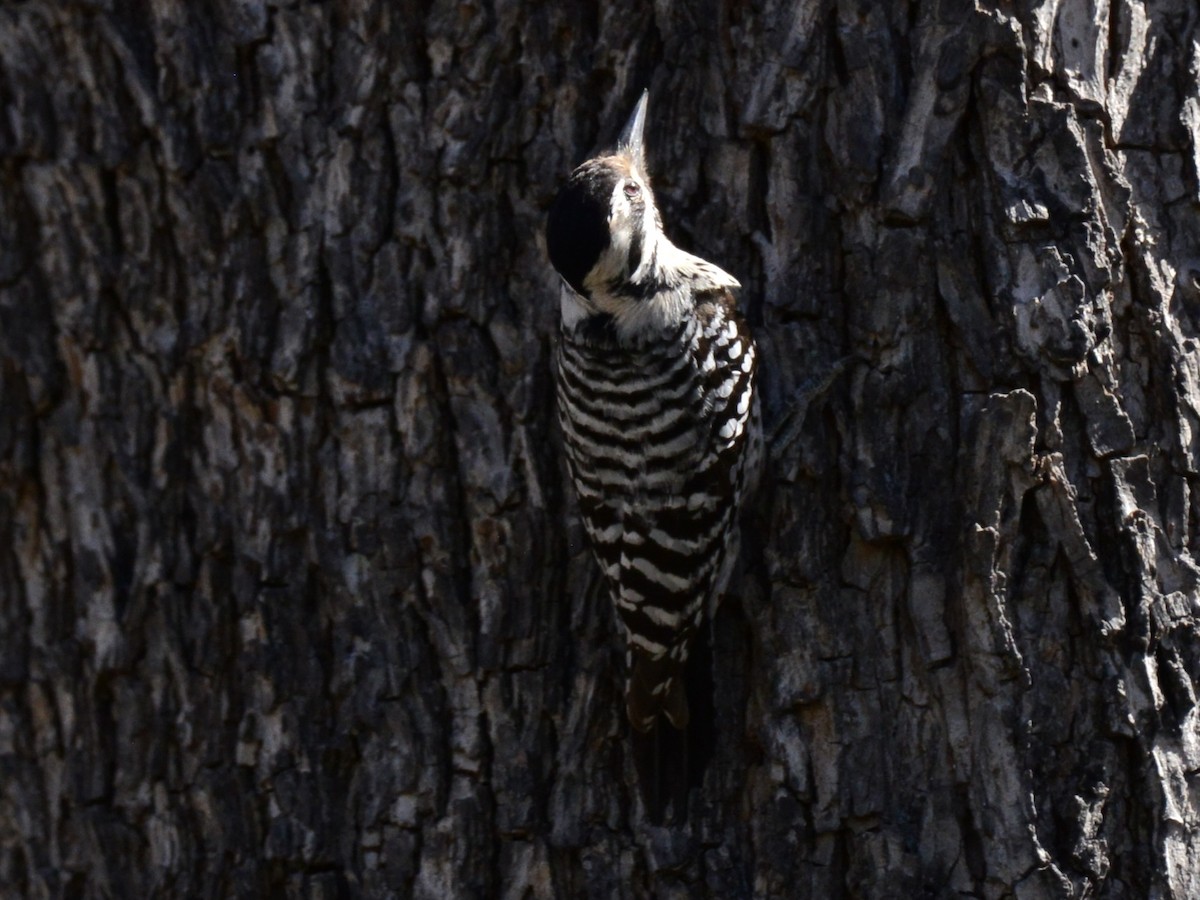 Ladder-backed Woodpecker - ML652136947