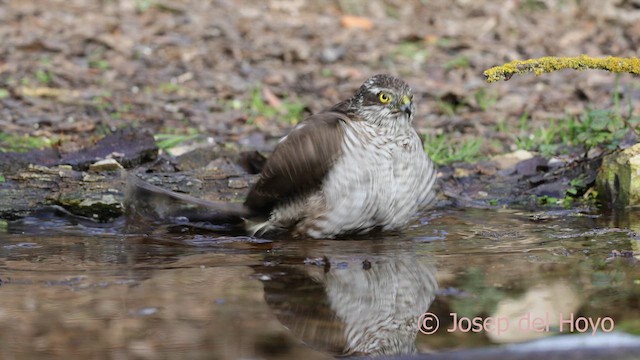 Gavilán Común - ML652137179