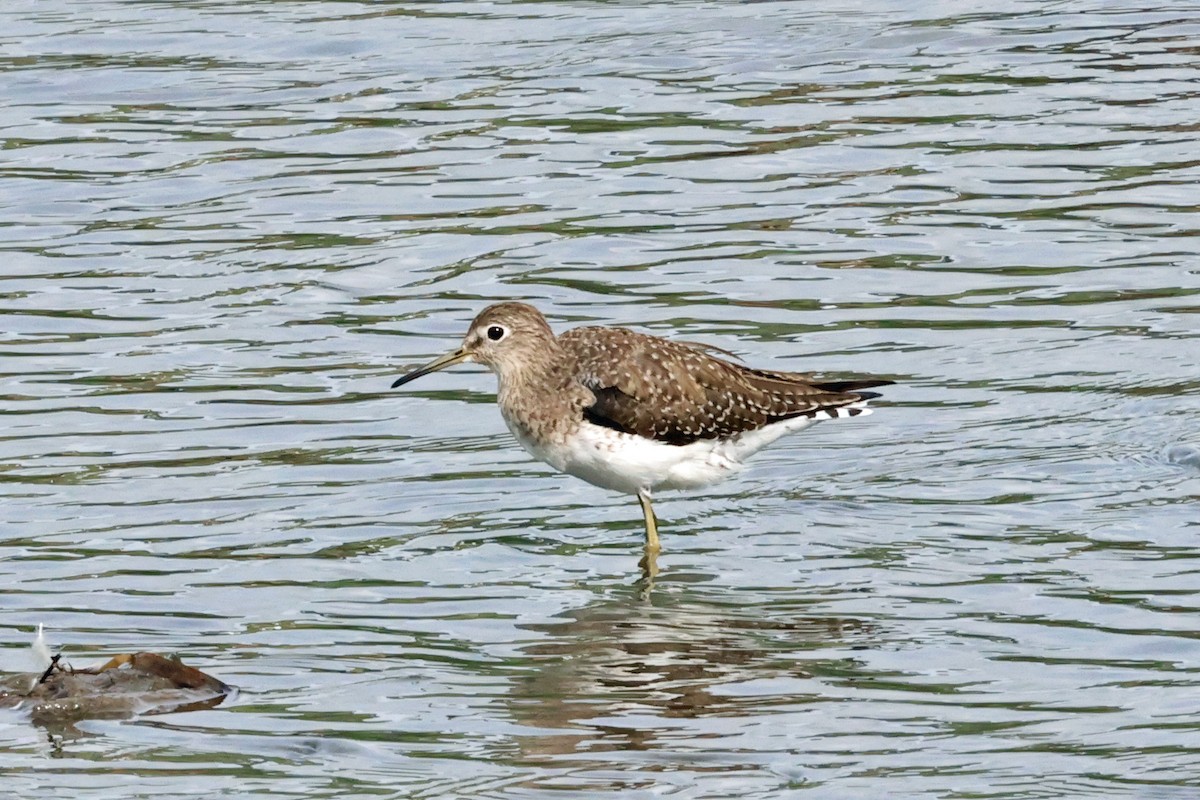 Solitary Sandpiper - ML652138103