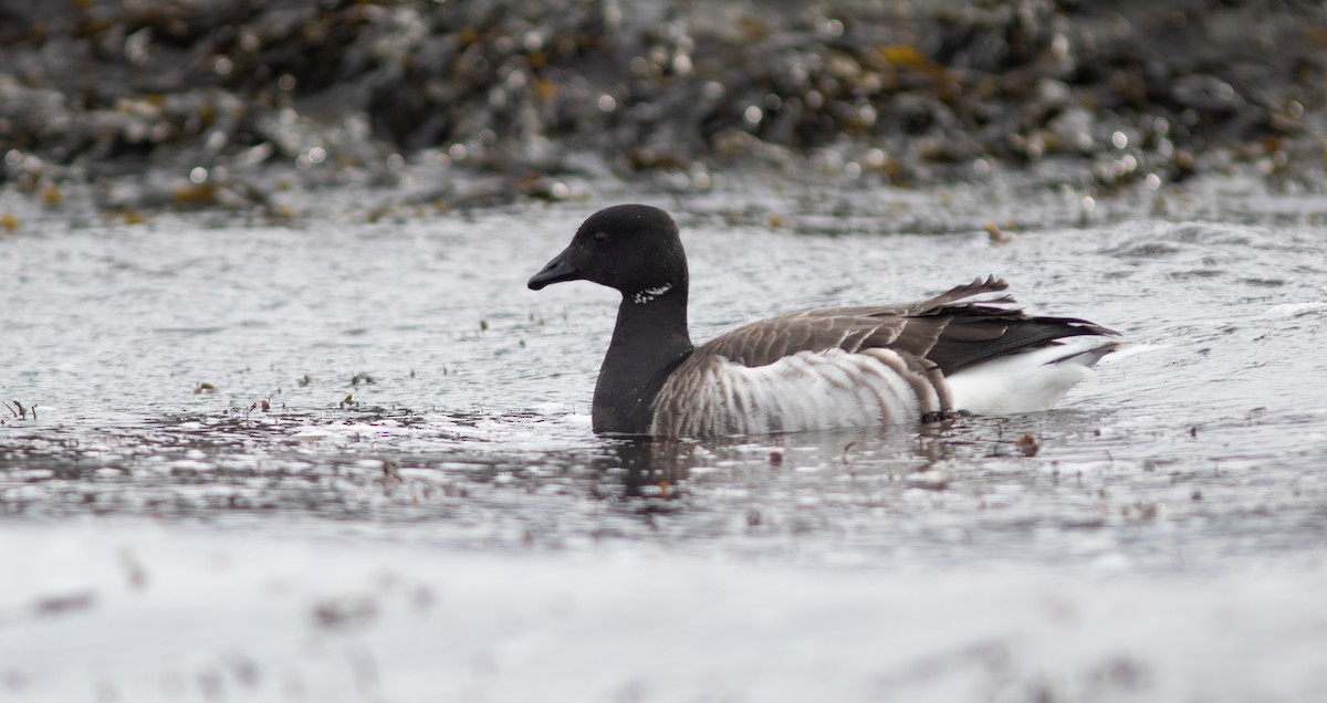 Bernache cravant (hrota) - ML652138341