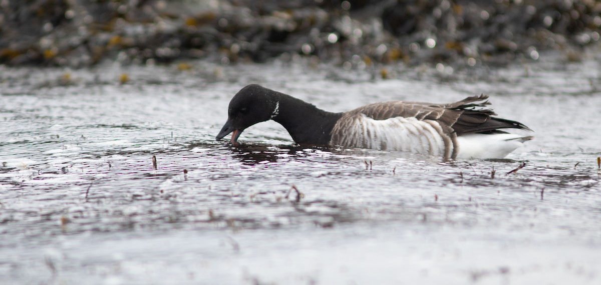 Bernache cravant (hrota) - ML652138342