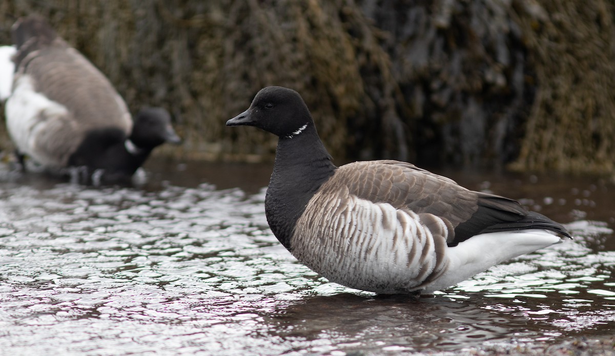 Bernache cravant (hrota) - ML652138343