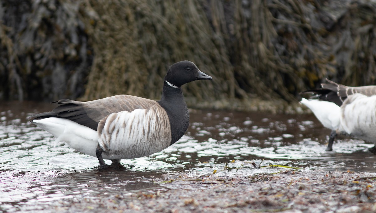 Bernache cravant (hrota) - ML652138345