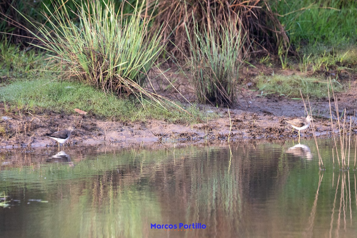 Solitary Sandpiper - ML652138486