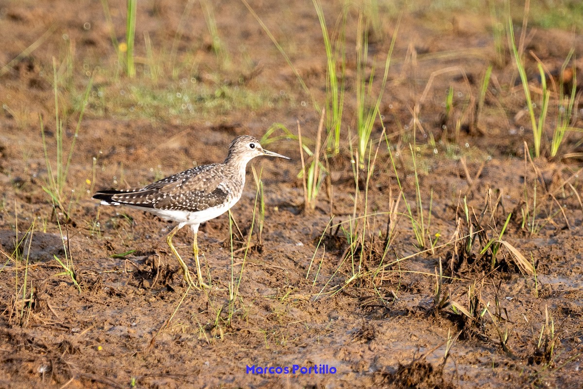 Solitary Sandpiper - ML652138487