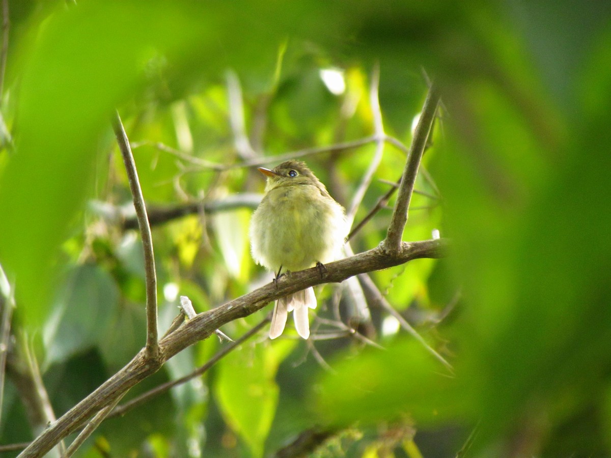 Желтобрюхий мухолов - ML652138684