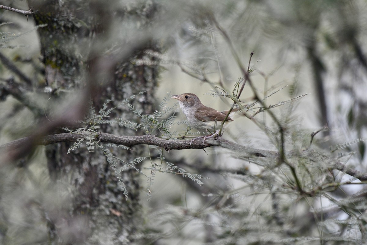 Fulvous-crowned Scrub-Tyrant - ML652138885