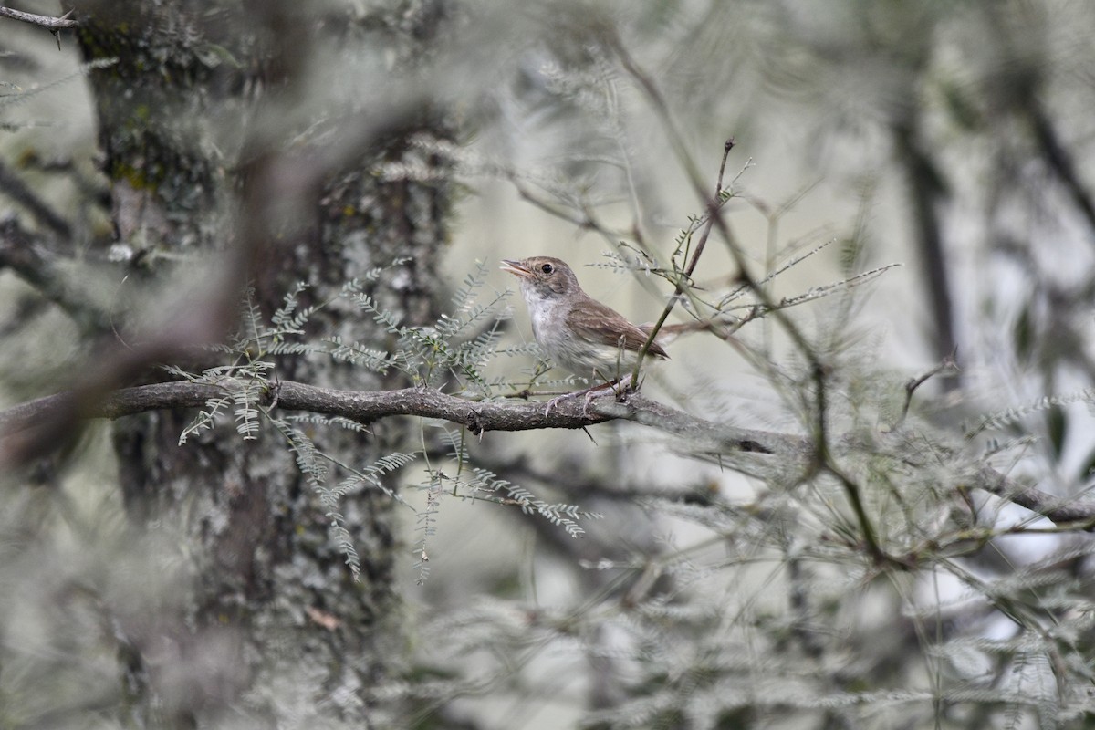 Fulvous-crowned Scrub-Tyrant - ML652138886