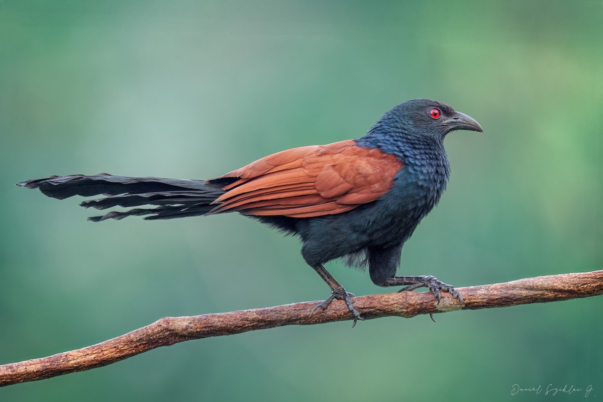 褐翅鴉鵑 - ML652139091