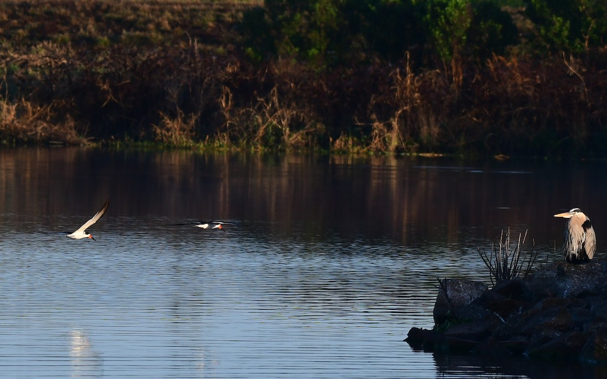 Black Skimmer - ML652139138