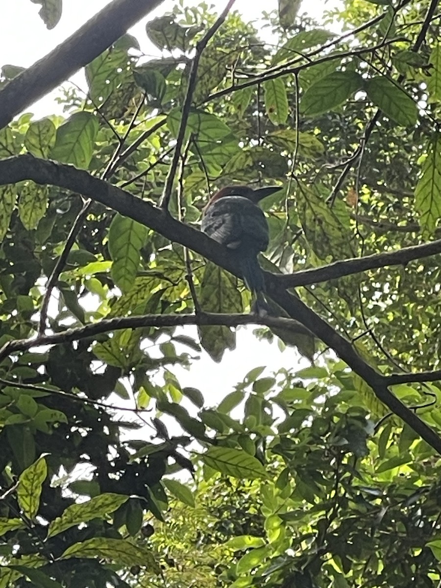 Zimtbrustmotmot - ML652139152