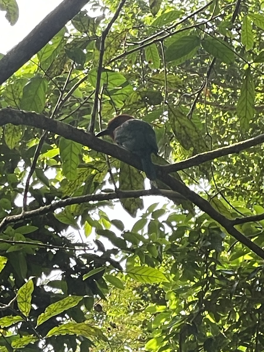 Zimtbrustmotmot - ML652139153