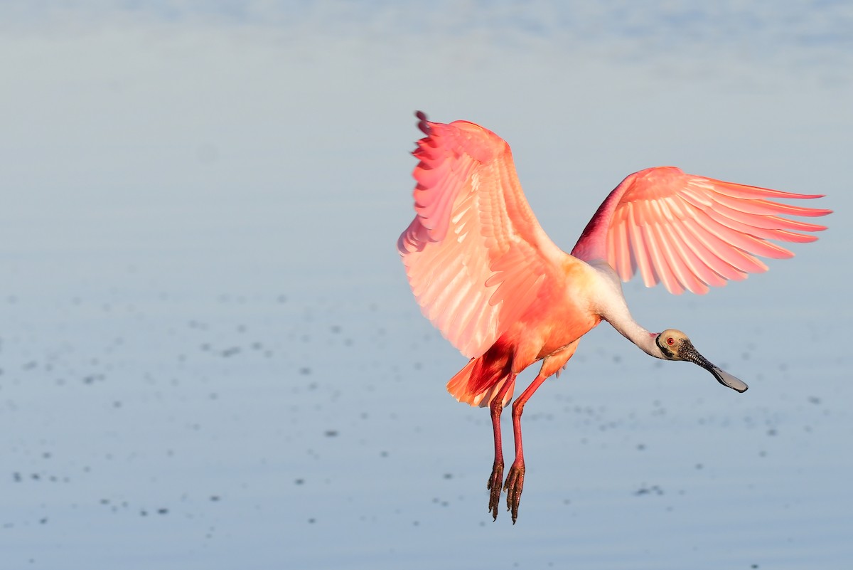 Roseate Spoonbill - ML652139169
