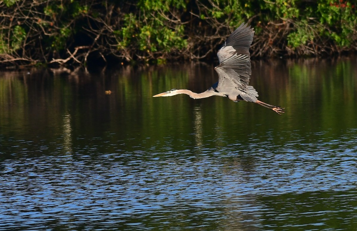 Great Blue Heron - ML652139187